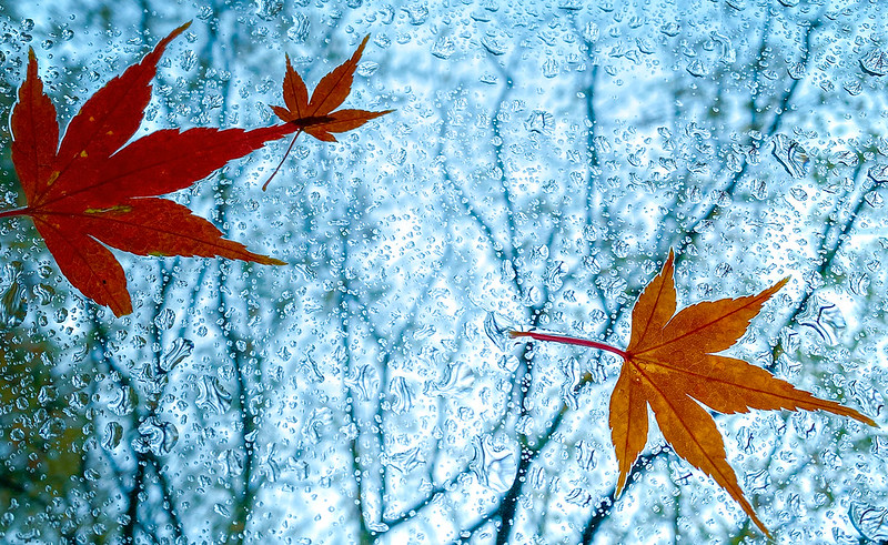leaves against a wet window in stages of colour change