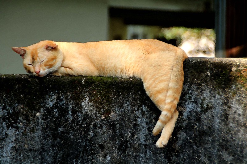 A ginger cat resting on a wall.