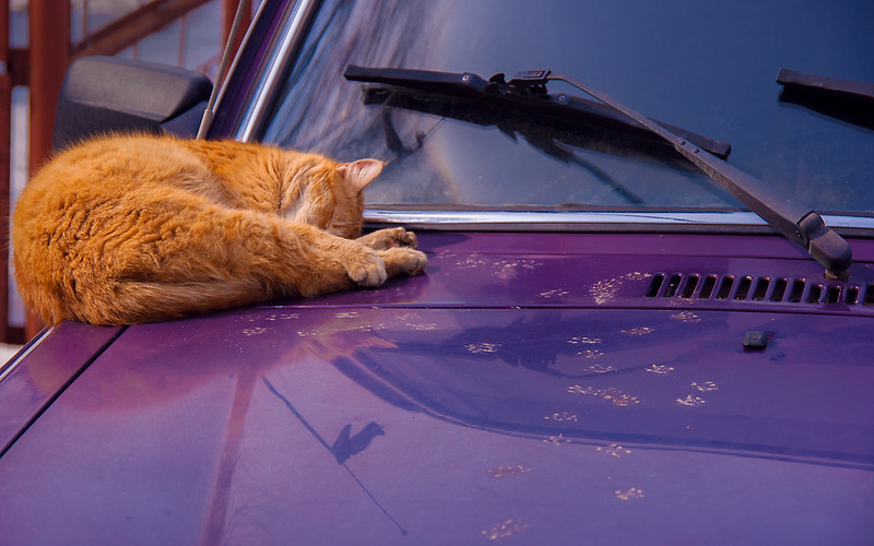 Ginger cat sleeping on the hood of a car.