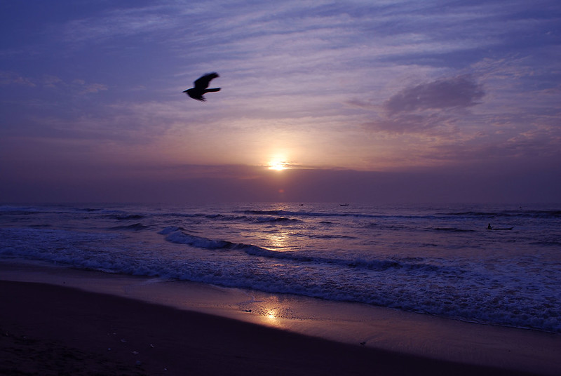 An early bird flying across the sky with a sunrise in the background in a beach scene.