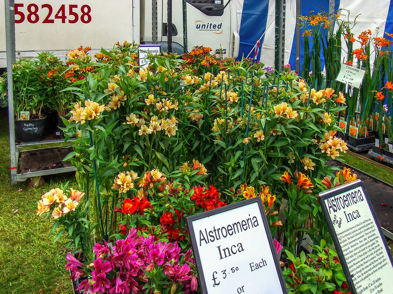 Picture of Alstroemeria Inca flowers for sale. Appears to be at a stall in the UK.