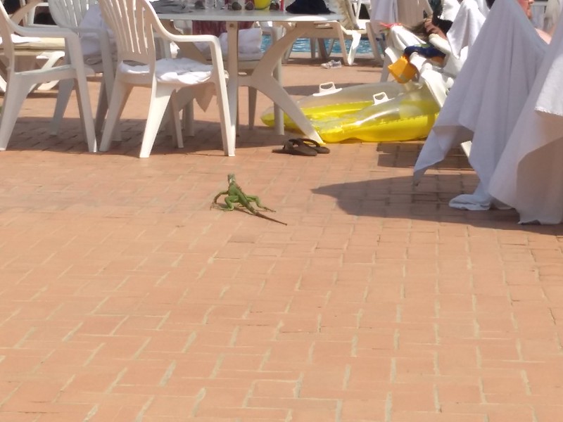 An iguana that visited by the pool.