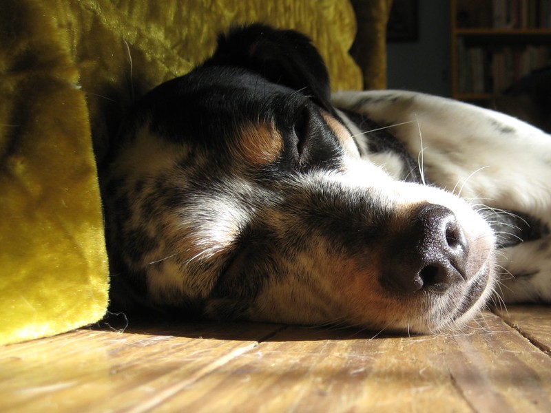 Close-up of a dog's head while sleeping on a floor.