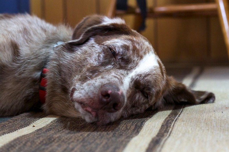 Close up of the head of a dog and upper torso laying down on a wood floor sleeping.