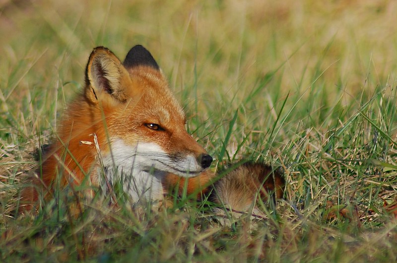 Close up of a fox laying down in short grass.