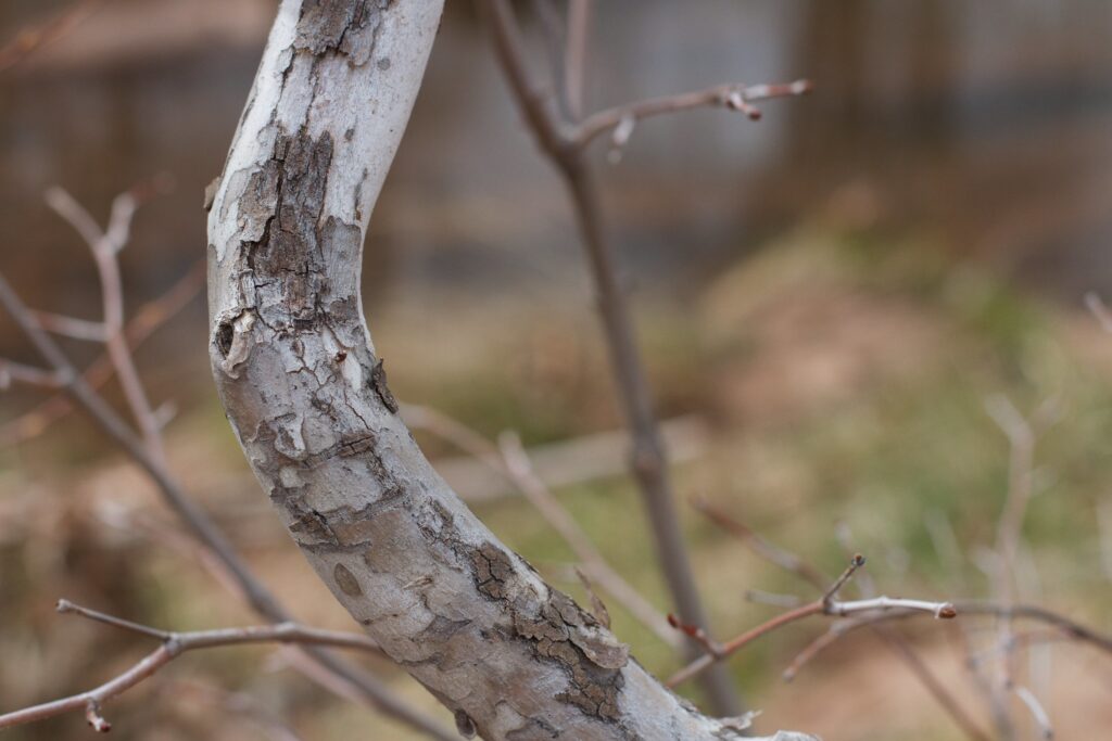 Close up colour picture of a fairly thin tree trunk with a bend in it. The focus is on the bend in the tree.